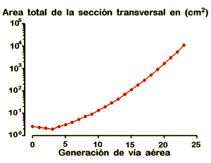 Total cross-sectional area versus airway generation