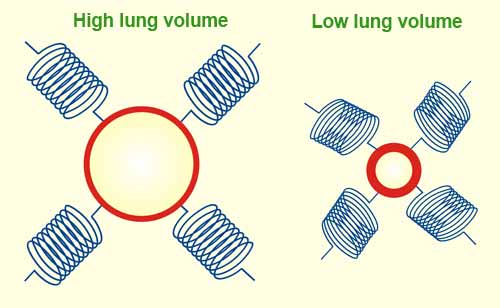 Lung volume and the tethering force of alveolar attachments