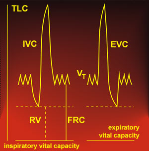 Subdivision of lung volumes - vital capacity