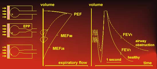 Maximum expiratory flow-volume curve and spirometry