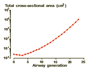 Airway cross-sectional area as a function of airway generation