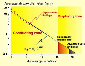 Most airways constitute a conducting zone, the last generations make up the respiratory zone.