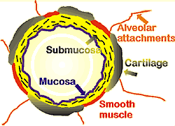 Schematic representation of elements of airway wall