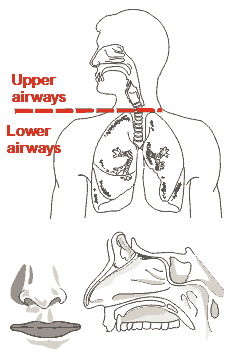Airways are partitioned into upper and lower airways. The nose, nasopharyngeal cavity, larynx and extrathoracic trachea are upper airways. 