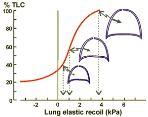Lung elastic recoil is lung volume dependent