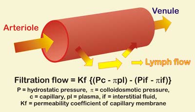 Starling-Landis mechanism of fluid flow across capillary membrane