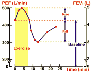 Changes in peak expiratory flow and FEV1 during and after exercise in an asthmatic person