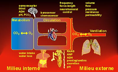 The lung is indispensible in the homeostasis of the internal environment