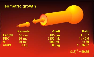 Growth of lung volume and body length are not isometric